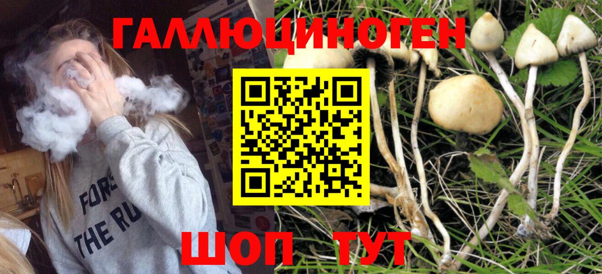 Псилоцибиновые грибы Psilocybine cubensis Сухой Лог