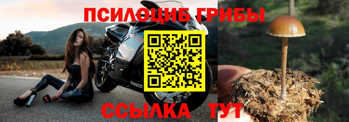Сухой Лог  Псилоцибиновые грибы MAGIC MUSHROOMS  Псилоцибиновые грибы мицелий  Вход с VPN 